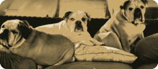 Three Bulldogs — the three English bulldogs the business is named after, duotone mark