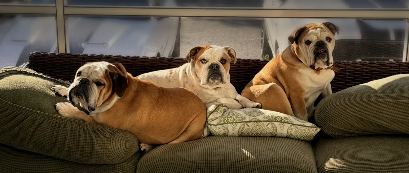 Three English bulldogs sitting together on a green porch couch in the sunshine.